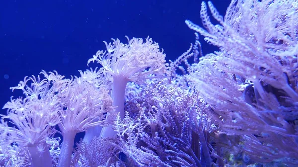 Weichkorallen Aquarium Nahaufnahme Anthelia Und Euphyllia Korallen Klarem Blauem Wasser — Stockfoto