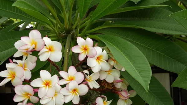 Veel Exotische Witte Bloemen Bloeiende Frangipani Plumeria Leelawadee Set Van — Stockfoto