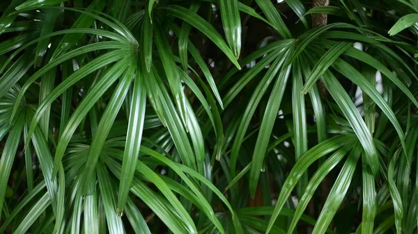 Sfocato Primo Piano Brillante Succosa Giungla Tropicale Esotica Lascia Sfondo — Foto Stock