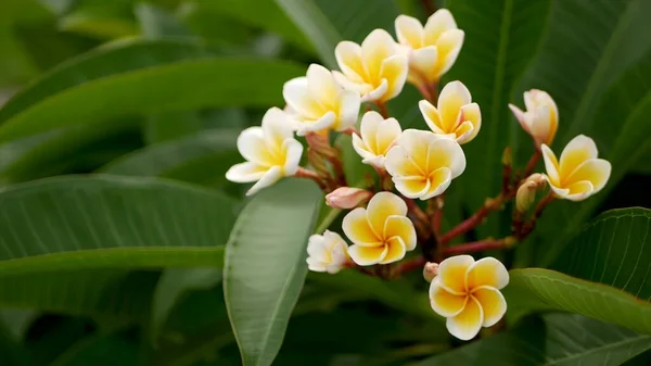 Unscharfe Nahaufnahme Makro Der Bunten Tropischen Blume Frühlingsgarten Mit Zarten — Stockfoto