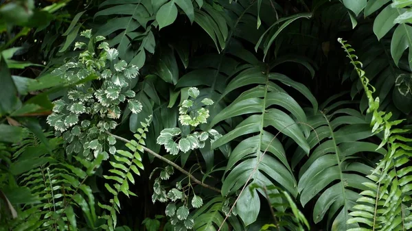 Ormandaki Parlak Sulu Egzotik Tropik Yeşillik Seçici Odaklanma Doğal Organik — Stok fotoğraf