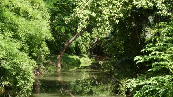 Calm pond in green park. Green trees growing on shores of peaceful lake with muddy water on sunny summer day in park in Asia.