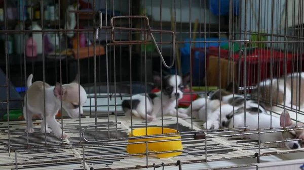 Cute puppies in cage on market. Adorable puppies kept in cage with bare floor on Chatuchak Market in Bangkok, Thailand.