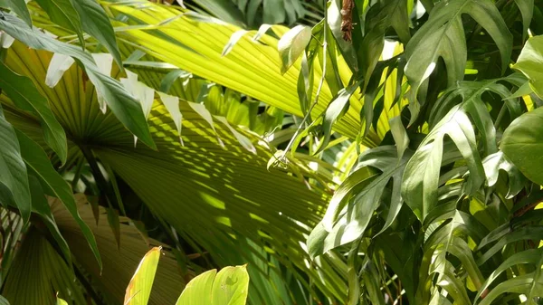 Selvagem Vegetação Vívida Madeira Tropical Nebulosa Profunda Paisagem Selva Interior — Fotografia de Stock