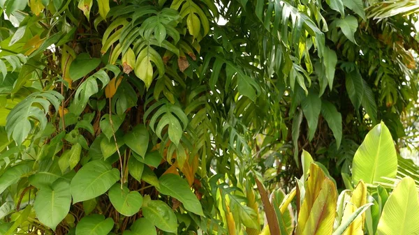 Monstera Tropical Exótico Suculento Deixa Pano Fundo Textura Copyspace Folhagem — Fotografia de Stock