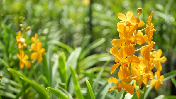 Blurred Macro Close Colorful Tropical Orchid Flower Spring Garden Tender — Stock Photo, Image