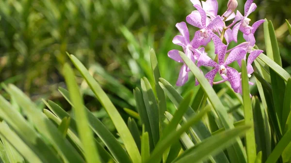 Zamazane Makro Zbliżenie Kolorowe Tropikalny Kwiat Storczyka Ogrodzie Wiosennym Miękkie — Zdjęcie stockowe