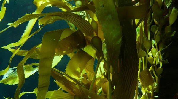 Los Rayos Luz Filtran Través Bosque Gigante Kelp Macrocystis Pyrifera — Foto de Stock