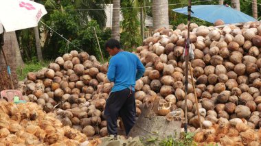 KOH SAMUI ADASI, THAILAND - 1 Temmuz 2019: Hindistan cevizi tarlasında çalışan Asyalı Taylandlı adamlar petrol ve posa üretimine hazır fındıklar. Geleneksel Asya tarım ve işi
