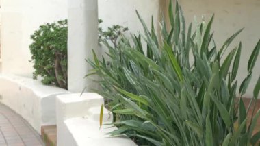 Akdeniz kırsal binası, boş yan sokak. İspanyol sömürge tarzı banliyölerde doğal yeşilliği olan yeşil bir bahçe. Beyaz kır evinin yakınındaki Evergreen succulent bitkileri. Meksika kırsal estetiği