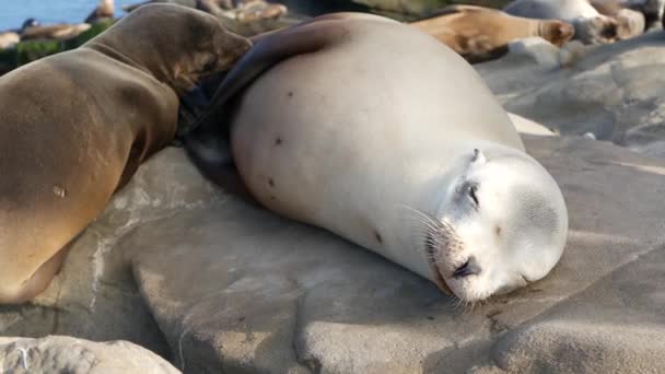 Cute baby cub, sweet sea lion pup and mother. Funny lazy seals, ocean beach wildlife, La Jolla, San Diego, California, USA. Funny awkward sleepy marine animal on pacific coast. Family love and care — Stock Video