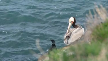 Boğaz kesesi ve büyük gagalı kahverengi pelikan. Balıkçılıktan sonra çift tepeli karabatak, La Jolla Koyu 'nda kaya. Pasifik Okyanusu üzerindeki uçurumdaki deniz kuşu doğal yaşam alanı, San Diego, Kaliforniya ABD