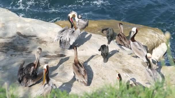 Bruine pelikanen met keelzak en dubbelkuifaalscholvers na het vissen, rots in La Jolla Cove. Zeevogel met grote snavel op klif over Stille Oceaan in natuurlijke habitat, San Diego, Californië, Verenigde Staten — Stockvideo