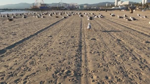 Mewy morskie na słonecznej, piaszczystej plaży w Kalifornii, klasyczny diabelski młyn w parku rozrywki na molo w Santa Monica Pacific Ocean Resort. Letni widok kultowy, symbol Los Angeles, CA USA. Koncepcja podróży — Wideo stockowe