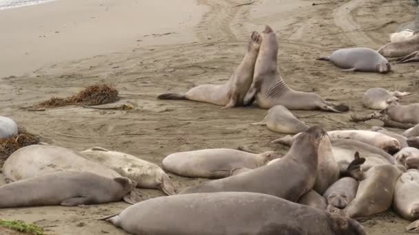 Legrační líní tuleni sloní na písečné pláži v Pacifiku v San Simeonu, Kalifornie, USA. Neohrabaní tuční miroungští lachtani bez uší s neobvyklým řevem proboscis. Alfa samec hravé reprodukční chování — Stock video