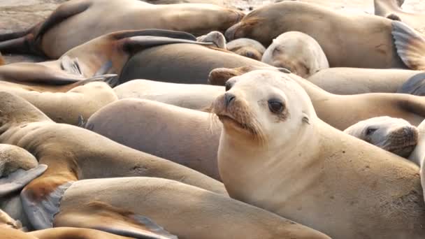 Zeeleeuwen op de rots in La Jolla. Wilde oorrobben die in de buurt van de Stille Oceaan op stenen rusten. Grappig lui wild dier dat slaapt. Beschermd zeezoogdier in natuurlijke habitat, San Diego, Californië, Verenigde Staten — Stockvideo