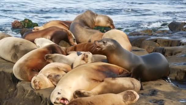 Lachtani na skále v La Jolla. Hravé divoké lachtaní lachtani plazící se poblíž Pacifického oceánu na skále. Vtipný ospalý zvířata. Chránění mořští savci v přírodním prostředí, San Diego, Kalifornie, USA — Stock video