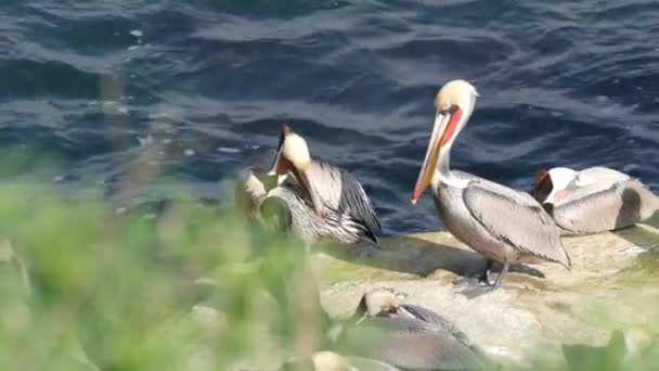 Bruna pelikaner med halspåse och dubbelspröjsade skarvar efter fiske, klippa i La Jolla Cove. Havsfågel med stor näbb på klippan över Stilla havet i naturlig miljö, San Diego, Kalifornien USA — Stockvideo
