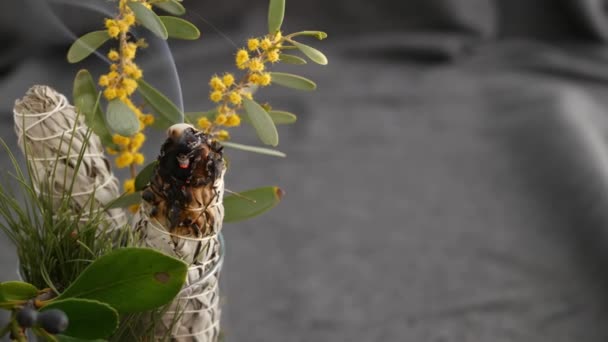 Kurutulmuş beyaz adaçayı lekesi, gevşeme ve aromaterapi. Psişik okült ayin, bitkisel şifa, yoga ya da aura temizliği sırasında lekeler. Esrarengiz ayinler ve fal bakımı için temel tütsü — Stok video