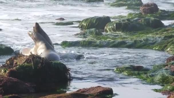 Морские львы на скалах в Ла-Джолле. На камнях и водорослях ползают игривые тюлени из диких ушей. Тихий океан брызгает волны. Защищенные морские млекопитающие в естественной среде обитания дикой природы, Сан-Диего, Калифорния, США — стоковое видео