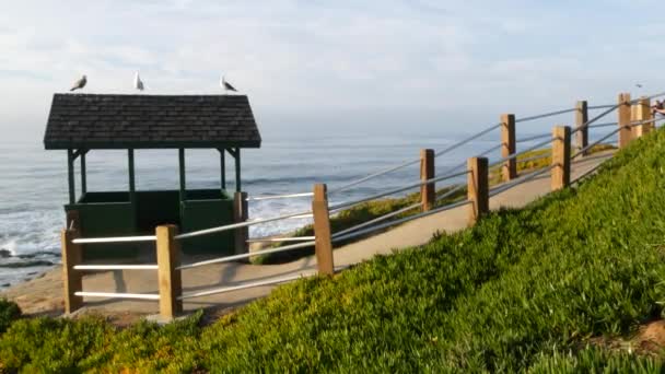 Птахи морських чайок на даху спирту. Чайки на дерев'яній дузі, пацифічні океанські хвилі. Газебо хатина і льодовий завод соковиті зелені на крутій скелі. Віста точка в Ла-Джолла, Сан-Дієго, штат Каліфорнія, США — стокове відео