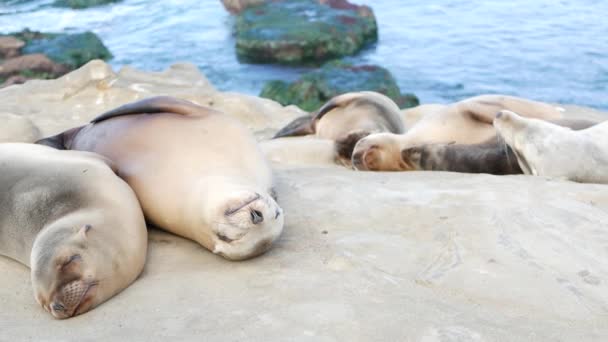 Sevimli yavru köpek, tatlı deniz aslanı yavrusu ve anne. Komik tembel foklar, okyanus kıyısı yaban hayatı, La Jolla, San Diego, California, ABD. Pasifik sahilinde garip, uykulu bir deniz hayvanı. Aile sevgisi ve bakımı — Stok video