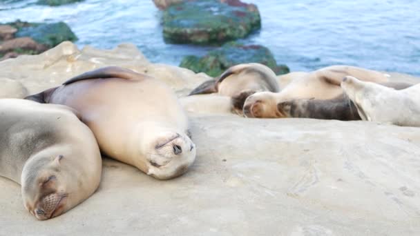 Lindo cachorro de bebé, dulce cachorro de león marino y madre. Focas perezosas divertidas, vida silvestre de playa oceánica, La Jolla, San Diego, California, Estados Unidos. Divertido animal marino somnoliento incómodo en la costa pacífica. Amor y cuidado familiar — Vídeos de Stock