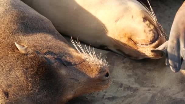 La Jolla 'da kayadaki deniz aslanları. Vahşi kulaklı foklar Pasifik Okyanusu 'nun yakınında taşların üzerinde dinleniyorlar. Uyuyan komik tembel vahşi hayvan. Doğal habitatta korunan deniz memelisi, San Diego, California, ABD — Stok video