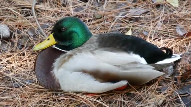 Colourful mallard dabbling duck in natural habitat. Waterflow multi colored bird in wild nature, iridescent green plumage and emerald head. Mixed colour waterbird in wilderness — Stock Video