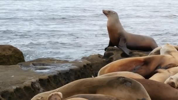 Sjölejon på klippan i La Jolla. Vilda örat sigill vilar nära Stilla havet på sten. Roliga djur som latar sig på stranden. Skyddade marina däggdjur i naturlig miljö, San Diego, Kalifornien USA — Stockvideo