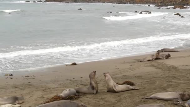 Roliga lata elefantsälar på sandstrand i San Simeon, Kalifornien, USA. Obekväma feta mirounga jordlösa sjölejon med ovanliga proboscis rytande. Alpha hane lekfull reproduktiva beteende — Stockvideo