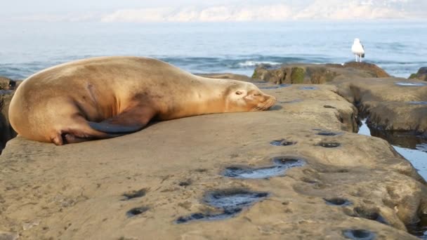 라 졸라의 바위에 바다사자가 있어. 태평양 바다 근처에 돌 위에 있는 야생 바다표범입니다. 해변에서 식하는 재미있는 야생 동물들. 자연 서식지에서 보호받고 있는 바 다 포유 동물, 캘리포니아 샌디에고 — 비디오