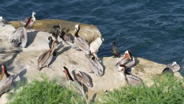 Pélicans bruns avec poche à gorge et cormorans à aigrettes après la pêche, rocher à La Jolla Cove. Oiseau de mer à gros bec sur une falaise au-dessus de l'océan Pacifique dans un habitat naturel, San Diego, Californie États-Unis — Video