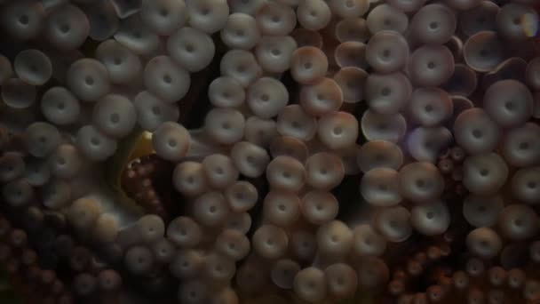 Märklig bläckfisk med rotskott på armarna. Jättebläckfisk tentakler makro närbild. Stor skrämmande hypnotisk kraken med åtta lemmar. Multitask symbol och kolossala blötdjur från legenden. Mesmeriserande sprut — Stockvideo