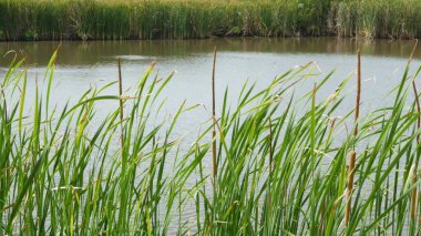 Gölün veya göl suyunun arka planındaki sazlıklar. Tayland 'da sakin su ve yeşil kıyılarda yaprakları olan kalın kahverengi kamış. Doğa koruma, dinlenme ve balıkçılık kavramı