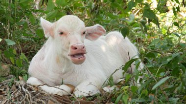Yeşillik içinde dinlenen su bufalosu. Tayland 'da yeşillikte otlayan küçük, eşsiz ve özel bir albino bebek boğa. Tarım kavramı, Asya 'daki geleneksel çiftlik hayvanları.