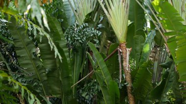 Bulanık, parlak, sulu, egzotik tropikal orman, arka plan dokusu, telif uzayı. Bahçedeki yemyeşil yapraklar. Soyut koyu yeşil bitki örtüsü deseni, vahşi yaz yağmur ormanları.
