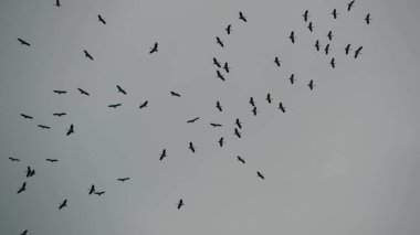 Gri bulutlu gökyüzüne doğru uçan leylek sürüsünden. Özgürlüğün ve doğanın sembolü olarak süzülen kuşların siluetleri. Çevre koruma kavramı ve nesli tükenmekte olan hayvan türleri.