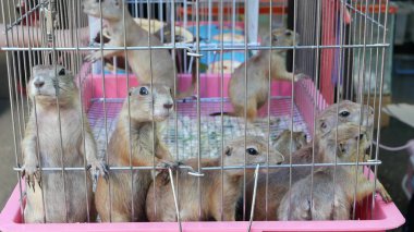 Mutsuz, şirin çayır köpeği yavrusu markette acı çekiyor. Satılık hayvanlar. Depresyondaki dağ sıçanının yemek istemesi. Yardım isteyen komik patiler. Parmaklıklar arkasında duran hayvanlar. Kafesteki domuz ailesi üzgün gözlerle