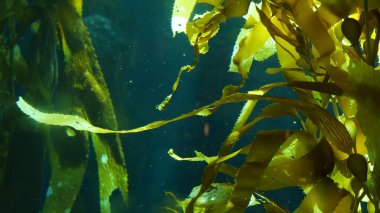 Işık ışınları dev bir Kelp ormanından geçiyor. Macrocystis pyrifera. Dalış, akvaryum ve deniz konsepti. Su altında, sallanan yosun yapraklarına yakın çekim. Güneş ışığı, canlı ve egzotik okyanus bitkilerini deler..
