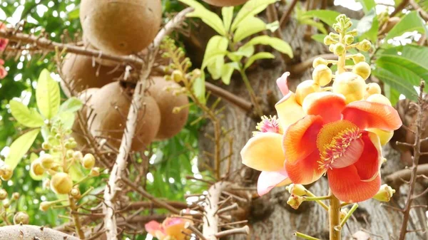 Exotic flowers and tree. Dangerous large powerful green tropical tree cannonball salalanga blooming beautiful orange pink tender flowers. Natural tropical exotic background.