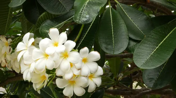 Veel Exotische Witte Bloemen Bloeiende Frangipani Plumeria Leelawadee Set Van — Stockfoto