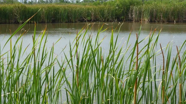 Los Matorrales Las Cañas Sobre Fondo Del Lago Agua Del —  Fotos de Stock