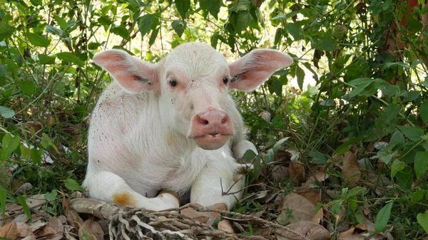 Vatten Buffel Albino Vilar Grönska Liten Rolig Unik Och Speciell — Stockfoto