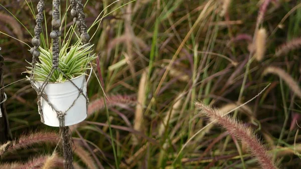 Plant in pot hanging among tall grass. Scenic view of garden part with flower in decorated retro pot hanging among high green grass. Spikelets in vintage yard. Modern stylish background with macrame