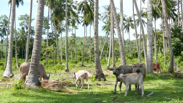 Buffalo family among green vegetation. Large well maintained bulls grazing in greenery, typical landscape of coconut palm plantation in Thailand. Agriculture concept, traditional livestock in Asia.