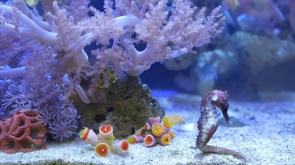 Seepferdchen Inmitten Von Korallen Aquarium Seepferdchen Aus Nächster Nähe Die — Stockfoto