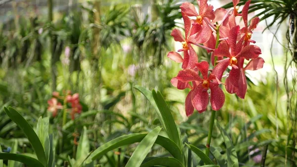 Розмита Макро Крупним Планом Барвиста Тропічна Квітка Орхідеї Навесні Ніжні — стокове фото
