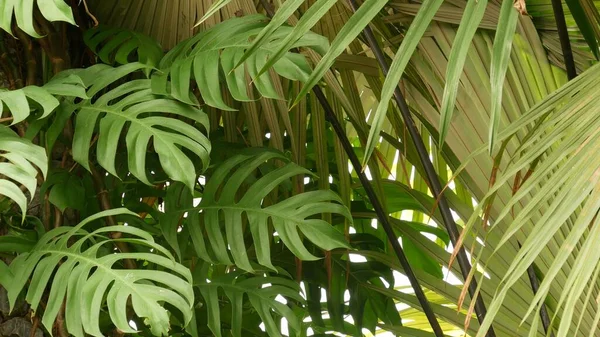 ジューシーなエキゾチックな熱帯モンスターはテクスチャの背景 コピースペースを残します 緑豊かな葉 楽園の庭の緑 アブストラクト自然濃い緑のジャングル植生背景パターン 野生の夏の雨林 — ストック写真