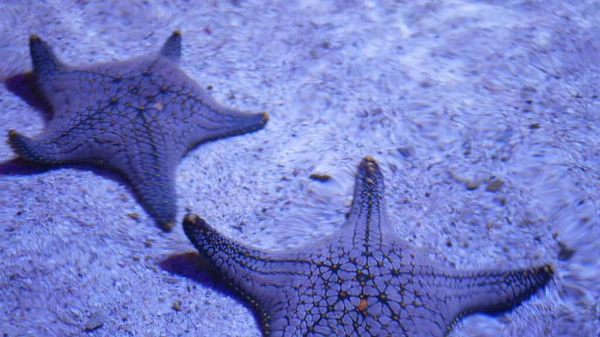 Ocean Tropical Exotic Starfish Aquarium Bottom Closeup Two Amazing Sea — Stock Photo, Image